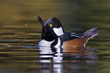 Image. Hooded Merganser