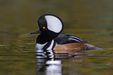 Image. Hooded Merganser