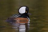 Image. Hooded Merganser
