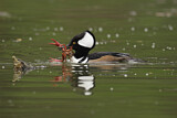 Image. Hooded Merganser