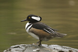 Image. Hooded Merganser
