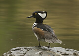 Image. Hooded Merganser