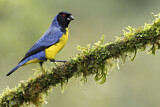 Image. Hooded Mountain Tanager