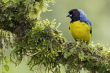 Image. Hooded Mountain Tanager