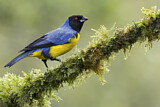 Image. Hooded Mountain Tanager