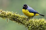 Image. Hooded Mountain Tanager