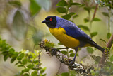 Image. Hooded Mountain Tanager