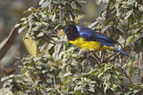 Image. Hooded Mountain Tanager