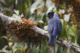 Image. Hooded Mountain Tanager