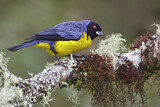 Image. Hooded Mountain Tanager