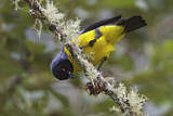 Image. Hooded Mountain Tanager