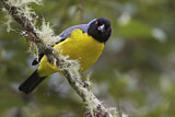 Image. Hooded Mountain Tanager