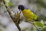 Image. Hooded Mountain Tanager