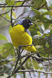 Image. Hooded Mountain Tanager