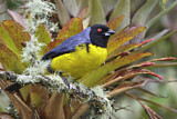 Image. Hooded Mountain Tanager