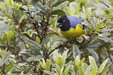 Image. Hooded Mountain Tanager