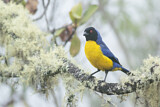 Image. Hooded Mountain Tanager