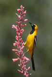 Image. Hooded Oriole