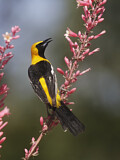 Image. Hooded Oriole