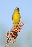 Image. Hooded Oriole