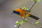 Image. Hooded Oriole