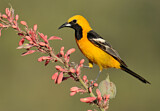 Image. Hooded Oriole