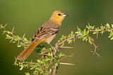 Image. Hooded Oriole