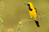 Image. Hooded Oriole