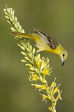 Image. Hooded Oriole
