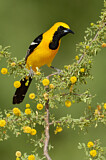 Image. Hooded Oriole