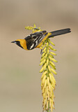 Image. Hooded Oriole