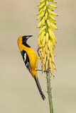 Image. Hooded Oriole