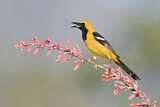 Image. Hooded Oriole