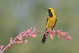 Image. Hooded Oriole