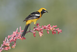 Image. Hooded Oriole