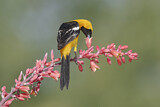 Image. Hooded Oriole