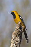 Image. Hooded Oriole