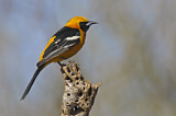 Image. Hooded Oriole