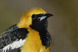 Image. Hooded Oriole