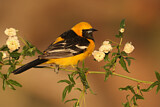 Image. Hooded Oriole