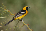 Image. Hooded Oriole
