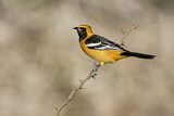 Image. Hooded Oriole