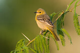 Image. Hooded Oriole