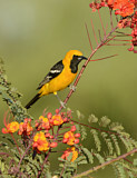 Image. Hooded Oriole