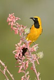 Image. Hooded Oriole