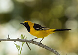 Image. Hooded Oriole