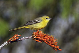 Image. Hooded Oriole