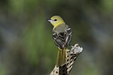 Image. Hooded Oriole