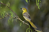 Image. Hooded Oriole