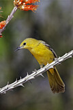 Image. Hooded Oriole